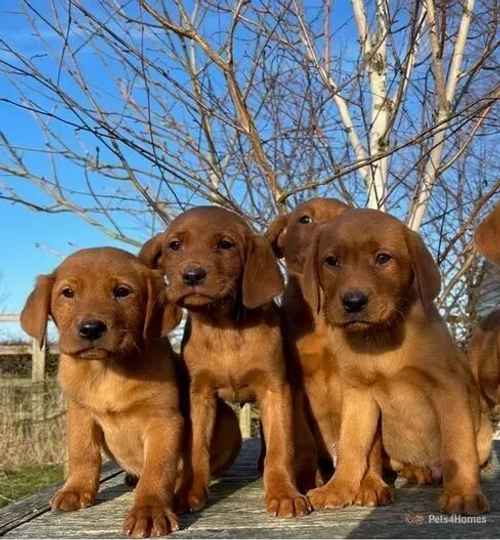 KC Dark Fox Red Labrador Puppies Health Tested for sale in Goadby Marwood, Leicestershire - Image 1