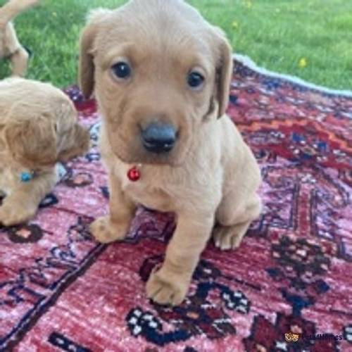 kc reg c fox red lab puppy's with Unique white paw for sale in Toll Bar, Doncaster - Image 3