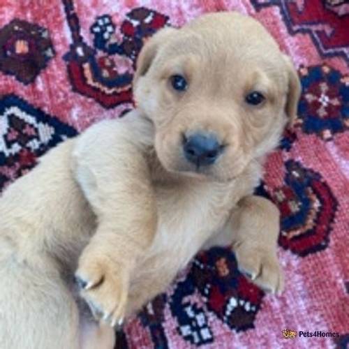 kc reg c fox red lab puppy's with Unique white paw for sale in Toll Bar, Doncaster - Image 4