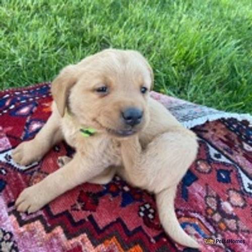 kc reg c fox red lab puppy's with Unique white paw for sale in Toll Bar, Doncaster - Image 5