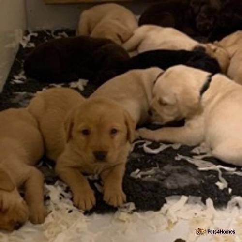 Labrador Puppies 9 girl 2 boys for sale in Rippingale, Bourne - Image 1