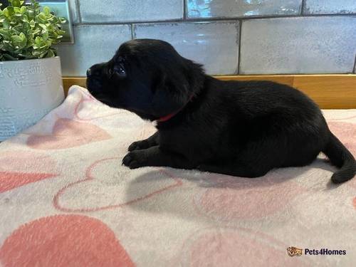 Beautiful Labrador retriever puppies for sale in Padiham, Lancashire - Image 3