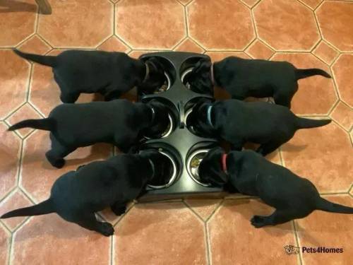 Quality black puppies from top show lines for sale in Llay, Wrexham - Image 2