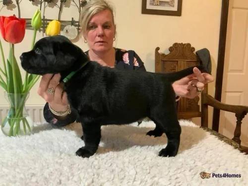 Quality black puppies from top show lines for sale in Llay, Wrexham - Image 4