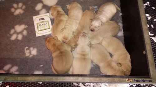 KC REGISTERED CREAM AND RED LABRADOR PUPPIES for sale in Sessay, Thirsk - Image 1