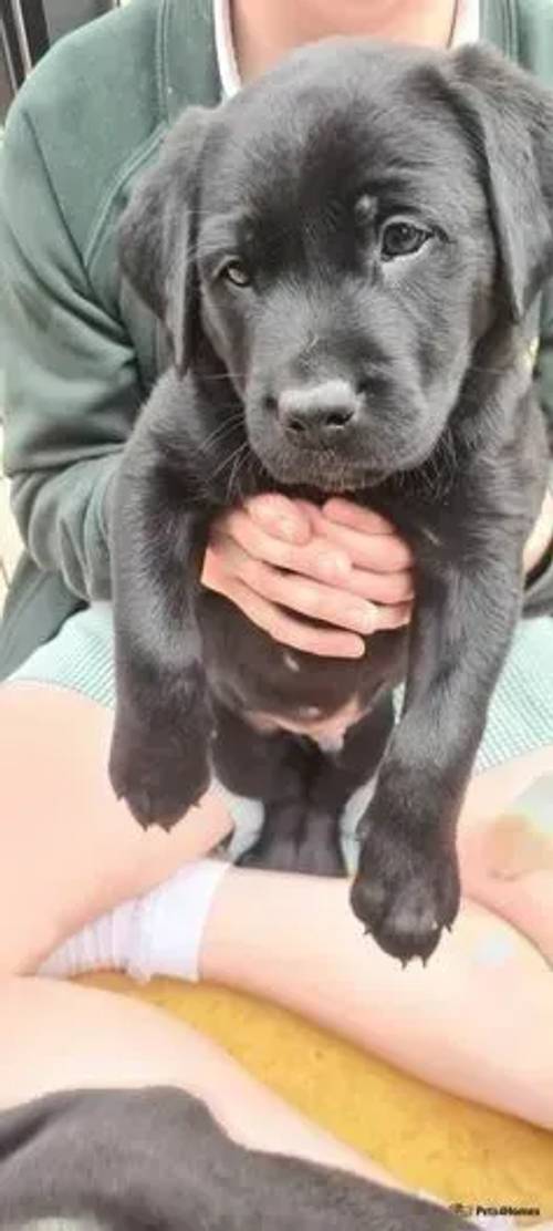 Labrador puppies 4 left ****** for sale in Castlecroft, Wolverhampton - Image 1