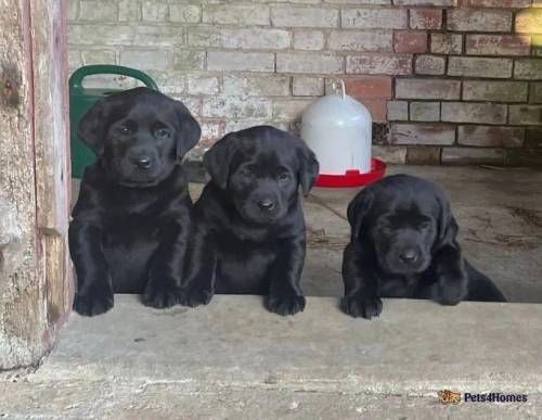 Exceptional Kennel Club Labrador puppies for sale in Hampstead Norreys, Berkshire - Image 1