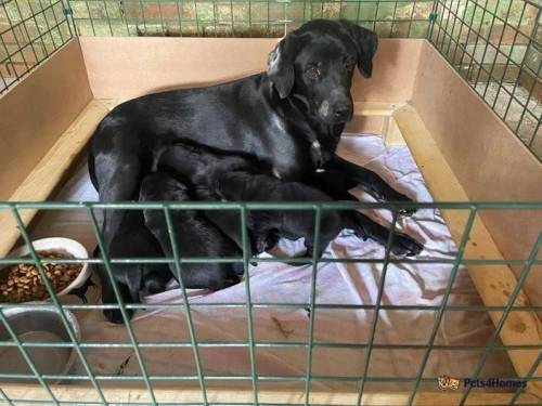 Exceptional Kennel Club Labrador puppies for sale in Hampstead Norreys, Berkshire - Image 2