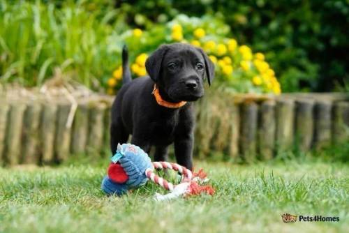 Black lab puppies , FTCH sire KC reg health tested for sale in Preston, Hitchin - Image 1