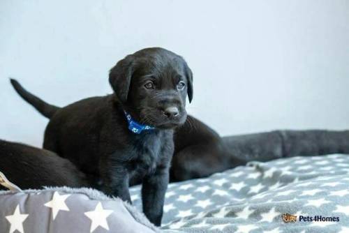 Black lab puppies , FTCH sire KC reg health tested for sale in Preston, Hitchin - Image 3