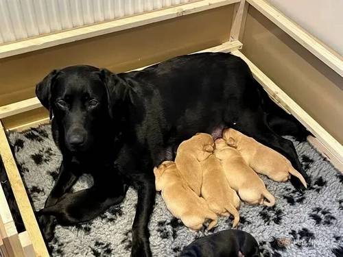 Labrador Puppies Red Fox/ Black for sale in Delamere, Northwich - Image 1