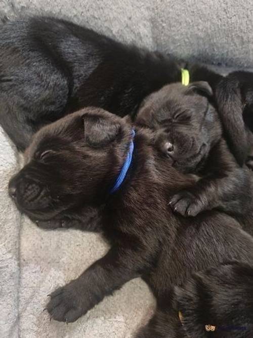 Central London Beautiful Black Labradors for sale in Camden Town, Camden, Greater London - Image 1