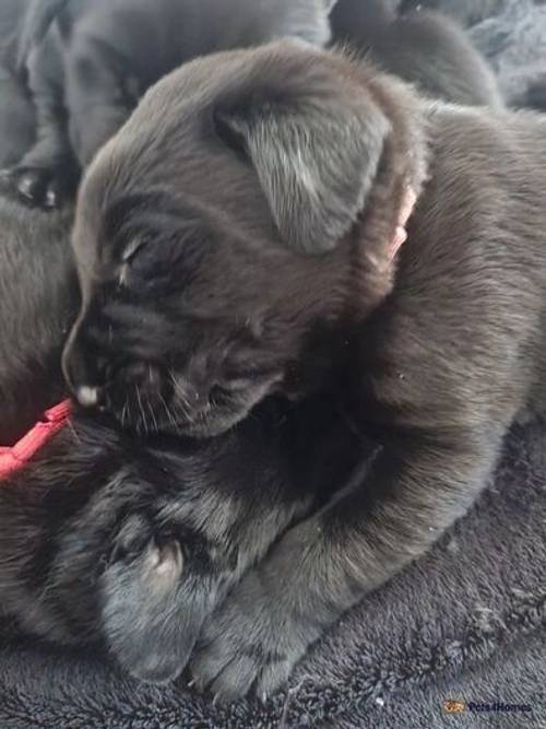 Central London Beautiful Black Labradors for sale in Camden Town, Camden, Greater London - Image 2