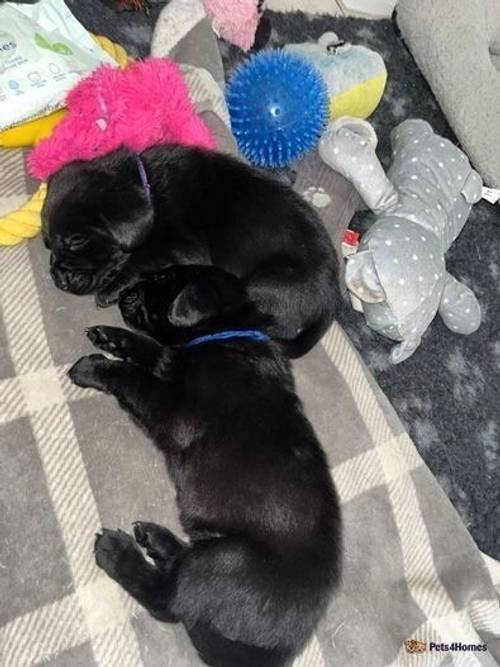 Central London Beautiful Black Labradors for sale in Camden Town, Camden, Greater London - Image 5