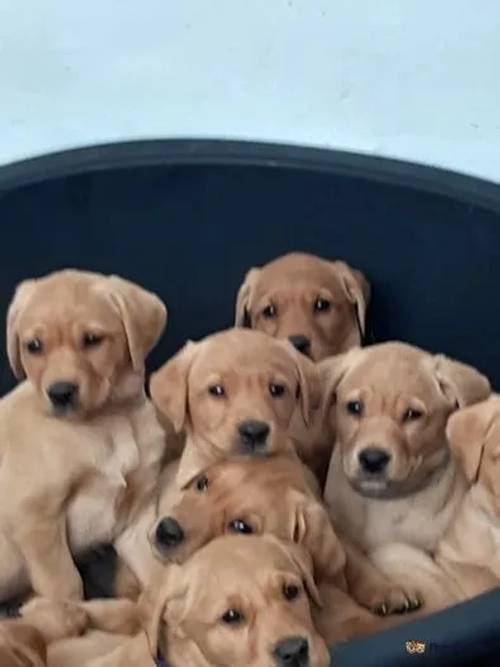 Beautiful fox red labrador puppies for sale in Chirk Green, Wrexham - Image 1