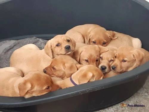 Beautiful fox red labrador puppies for sale in Chirk Green, Wrexham - Image 2