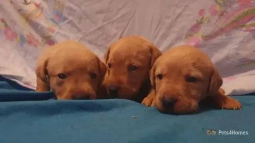 Labrador puppies for sale in Hindley, Wigan - Image 1