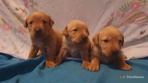 Labrador puppies for sale in Hindley, Wigan - Image 3