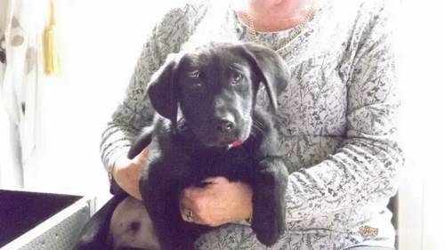 Labrador puppys all black k c.reg for sale in Burton upon Trent, Staffordshire - Image 1