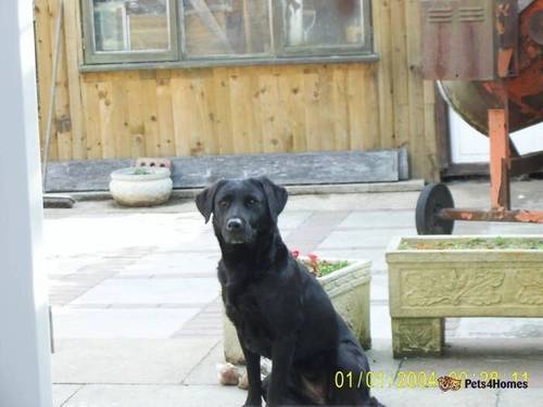 Labrador puppys all black k c.reg for sale in Burton upon Trent, Staffordshire - Image 2