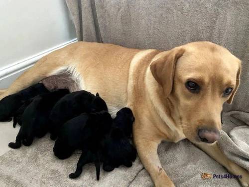 Gorgeous Black Labrador puppies for sale in Peasedown St John, Somerset - Image 1