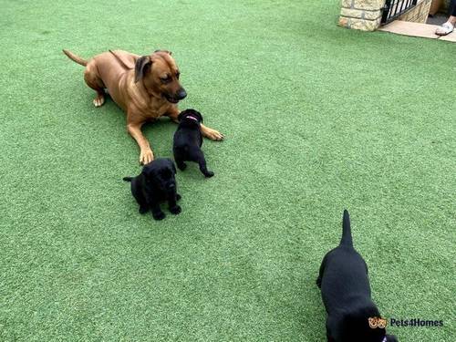 Gorgeous Black Labrador puppies for sale in Peasedown St John, Somerset - Image 4