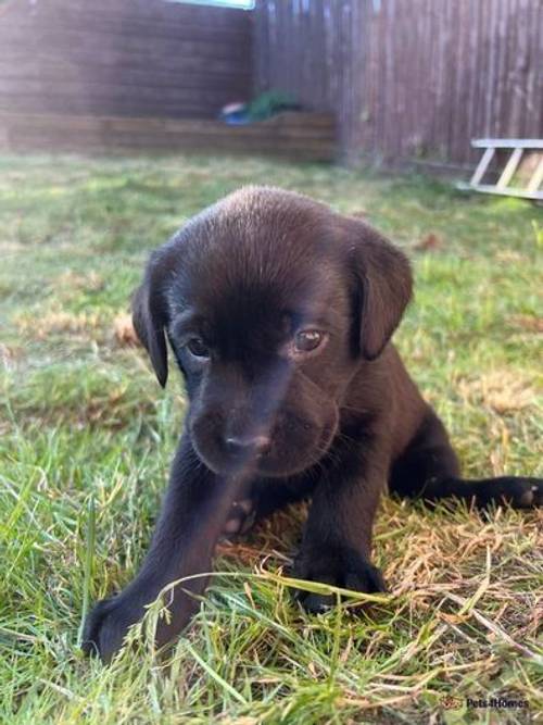 Labrador retriever puppies for sale (READY TO GO) for sale in Christchurch, Newport - Image 3