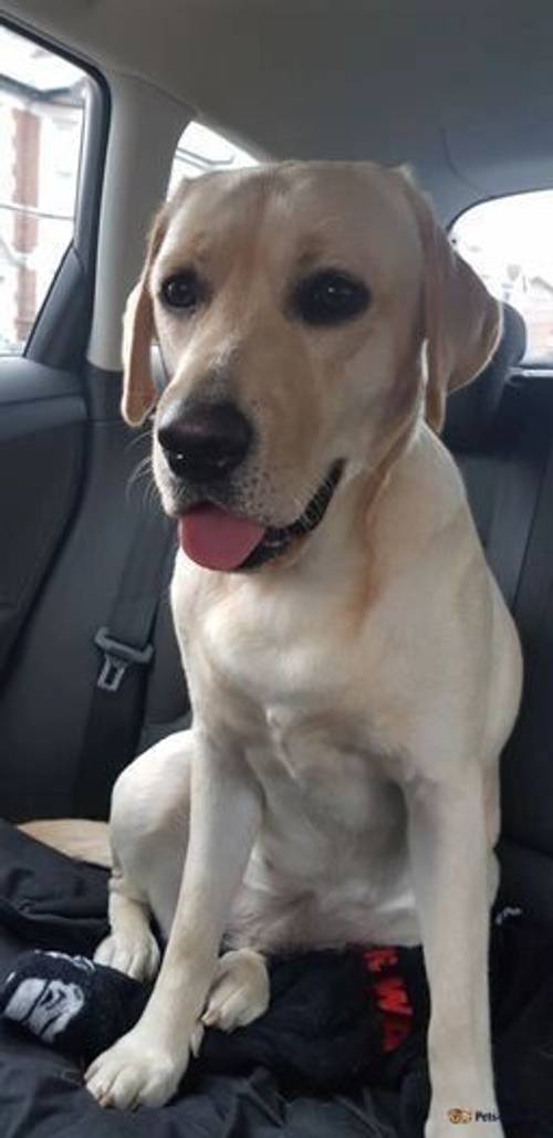 Labrador retriever puppies for sale (READY TO GO) for sale in Christchurch, Newport - Image 4