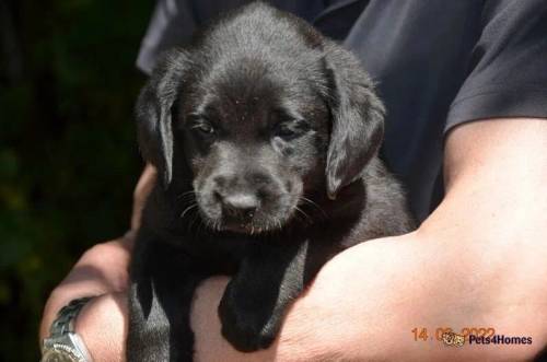 * JET Black D/d Lab pups carry Silver Charcoal for sale in Muswell Hill, Haringey, Greater London - Image 1