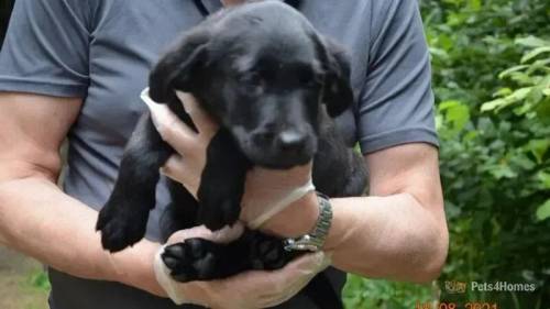 * JET Black D/d Lab pups carry Silver Charcoal for sale in Muswell Hill, Haringey, Greater London - Image 4