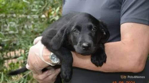 * JET Black D/d Lab pups carry Silver Charcoal for sale in Muswell Hill, Haringey, Greater London - Image 5