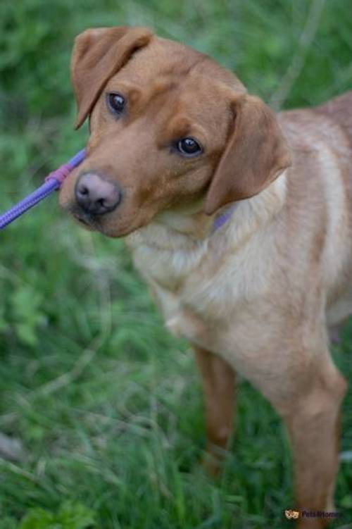 Pet Trained Labrador (Ravenkeeper Gundogs) for sale in Rotherham, South Yorkshire - Image 3