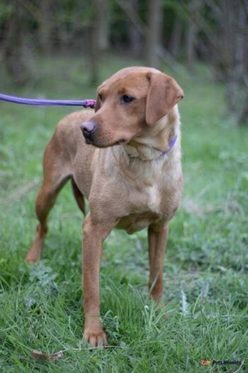 Pet Trained Labrador (Ravenkeeper Gundogs) for sale in Rotherham, South Yorkshire - Image 5