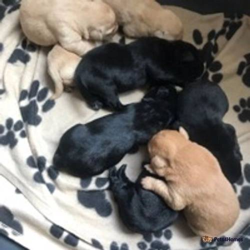 8 Labrador puppies for sale in Hayden, Cheltenham - Image 2