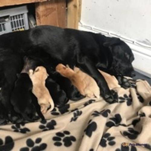 8 Labrador puppies for sale in Hayden, Cheltenham - Image 3