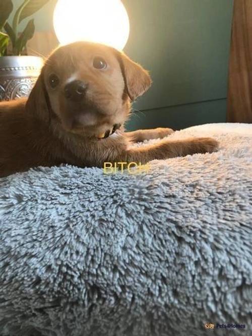 KC registered 8 fox red Labrador puppies for sale in Bradwell, Hope Valley - Image 3