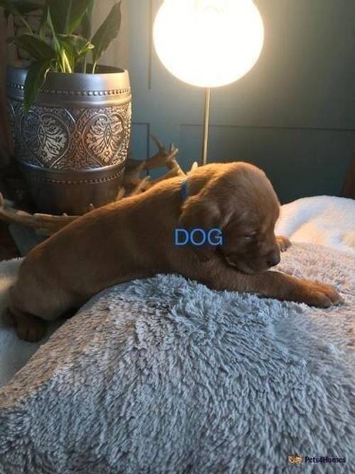 KC registered 8 fox red Labrador puppies for sale in Bradwell, Hope Valley - Image 4