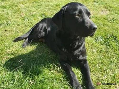 Beautiful KC litter of working black labradors for sale in Barrow upon Humber, Lincolnshire - Image 2