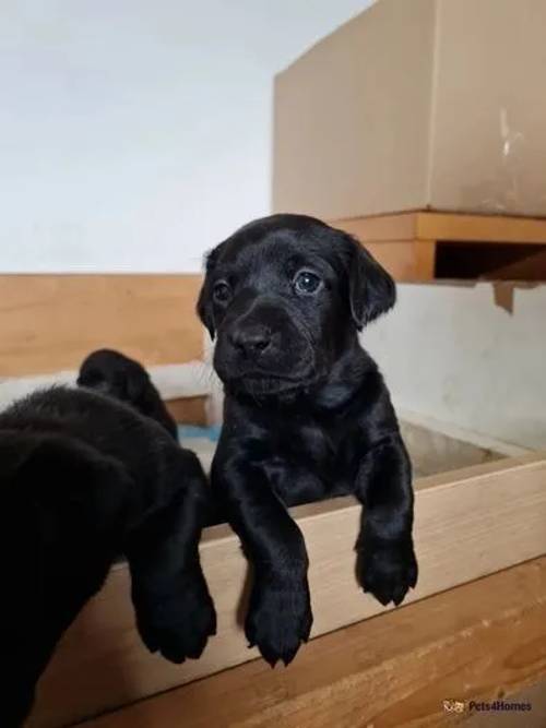 Beautiful KC litter of working black labradors for sale in Barrow upon Humber, Lincolnshire - Image 5