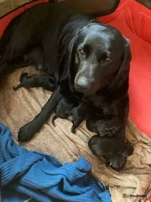 Pedigree Labrador retriever for sale in Crookham Common, Thatcham - Image 1