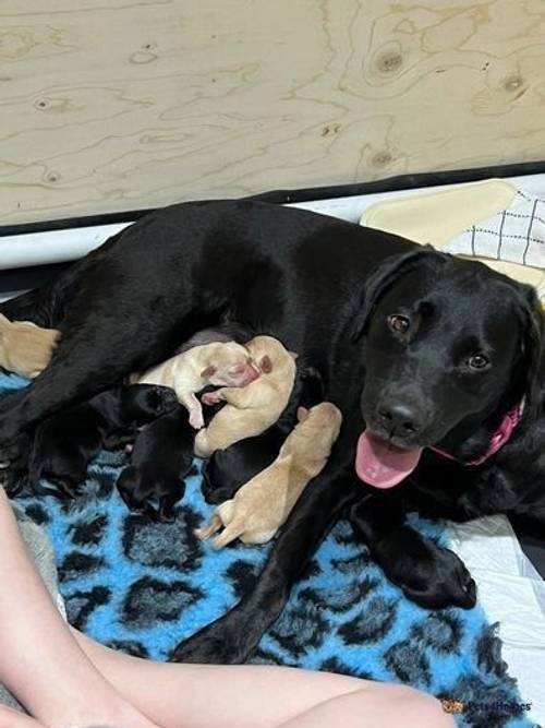 Beautiful Dotties KC Registered Labrador puppies for sale in Aldenham, Watford - Image 1