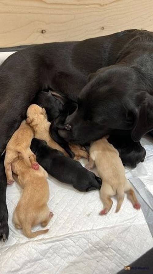 Beautiful Dotties KC Registered Labrador puppies for sale in Aldenham, Watford - Image 3