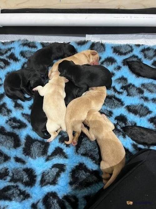 Beautiful Dotties KC Registered Labrador puppies for sale in Aldenham, Watford - Image 4