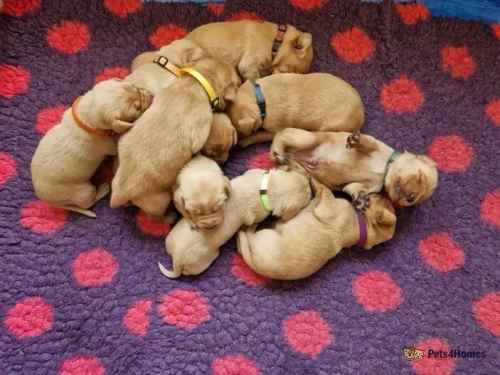 Dark Fox Red Lab Puppies - KC registered for sale in Chawleigh, Chulmleigh - Image 1