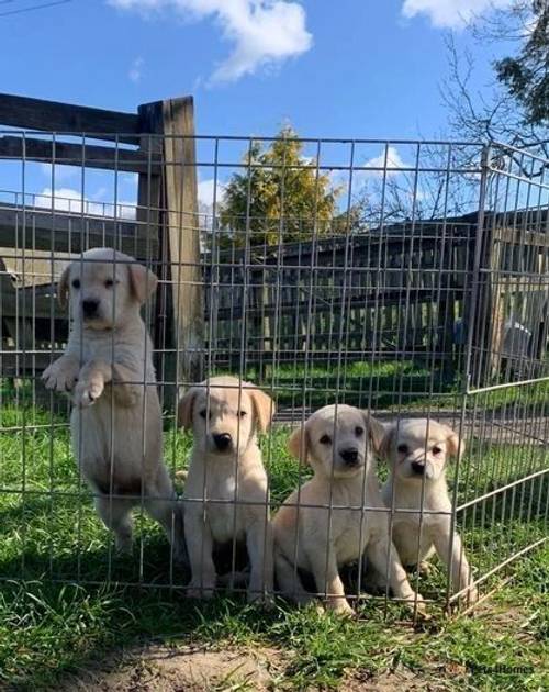 2 beautiful male Labrador puppies for sale in Corhampton, Southampton - Image 1