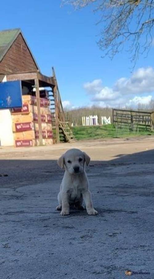 2 beautiful male Labrador puppies for sale in Corhampton, Southampton - Image 2