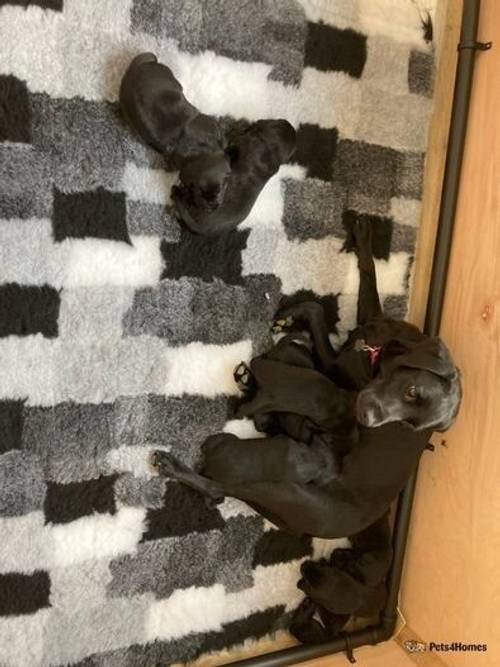 Kennel club registered black Labrador puppies for sale in Blackland, Calne - Image 2