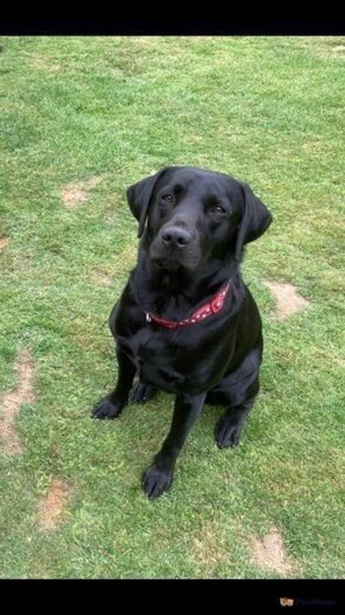 Kennel club registered black Labrador puppies for sale in Blackland, Calne - Image 5