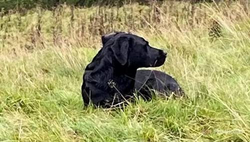 Labrador male pups for sale in Lanchester, County Durham - Image 1