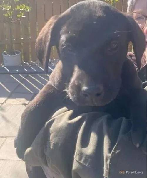 Labrador male pups for sale in Lanchester, County Durham - Image 3